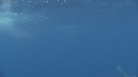 DAUPHINS SPINNER
