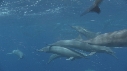DAUPHINS SPINNER