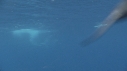 DAUPHINS SPINNER