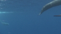 DAUPHINS SPINNER