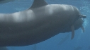 DAUPHINS SPINNER