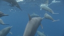 DAUPHINS SPINNER