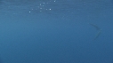 DAUPHINS SPINNER