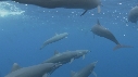 DAUPHINS SPINNER