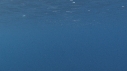 DAUPHINS SPINNER