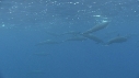 DAUPHINS SPINNER