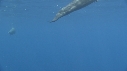DAUPHINS SPINNER