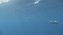 DAUPHINS SPINNER