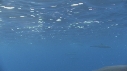 DAUPHINS SPINNER