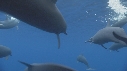 DAUPHINS SPINNER