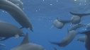 DAUPHINS SPINNER
