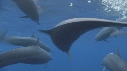 DAUPHINS SPINNER