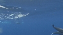 DAUPHINS SPINNER