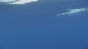DAUPHINS SPINNER