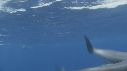 DAUPHINS SPINNER
