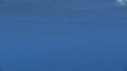 DAUPHINS SPINNER