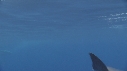 DAUPHINS SPINNER