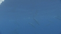 DAUPHINS SPINNER