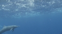 DAUPHINS SPINNER