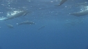 DAUPHINS SPINNER