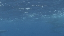 DAUPHINS SPINNER