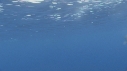 DAUPHINS SPINNER