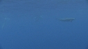 DAUPHINS SPINNER