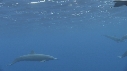 DAUPHINS SPINNER