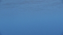 DAUPHINS SPINNER