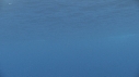 DAUPHINS SPINNER