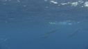 DAUPHINS SPINNER