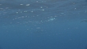 DAUPHINS SPINNER