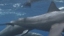 DAUPHINS SPINNER, BAIT BALL