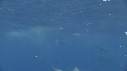 DAUPHINS SPINNER
