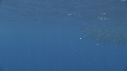 DAUPHINS SPINNER, BAIT BALL