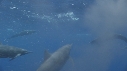 DAUPHINS SPINNER