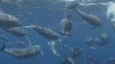 DAUPHINS SPINNER
