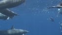 DAUPHINS SPINNER