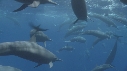 DAUPHINS SPINNER