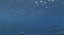 DAUPHINS SPINNER, BAIT BALL