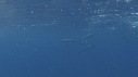 DAUPHINS SPINNER, BAIT BALL