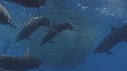 DAUPHINS SPINNER, BAIT BALL