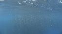 DAUPHINS SPINNER, BAIT BALL
