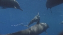 DAUPHINS SPINNER, BAIT BALL