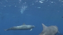 DAUPHINS SPINNER, BAIT BALL