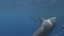 DAUPHINS SPINNER, BAIT BALL