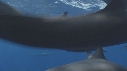 DAUPHINS SPINNER, BAIT BALL