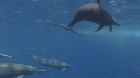DAUPHINS SPINNER, BAIT BALL