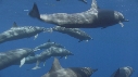 DAUPHINS SPINNER, BAIT BALL