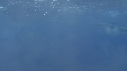 DAUPHINS SPINNER